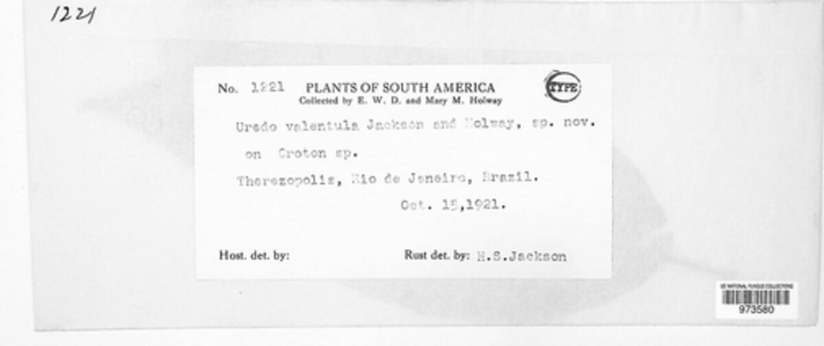 Uredo valentula image
